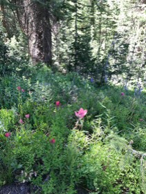 Gorgeous wildflowers on top of Vail  Mountain